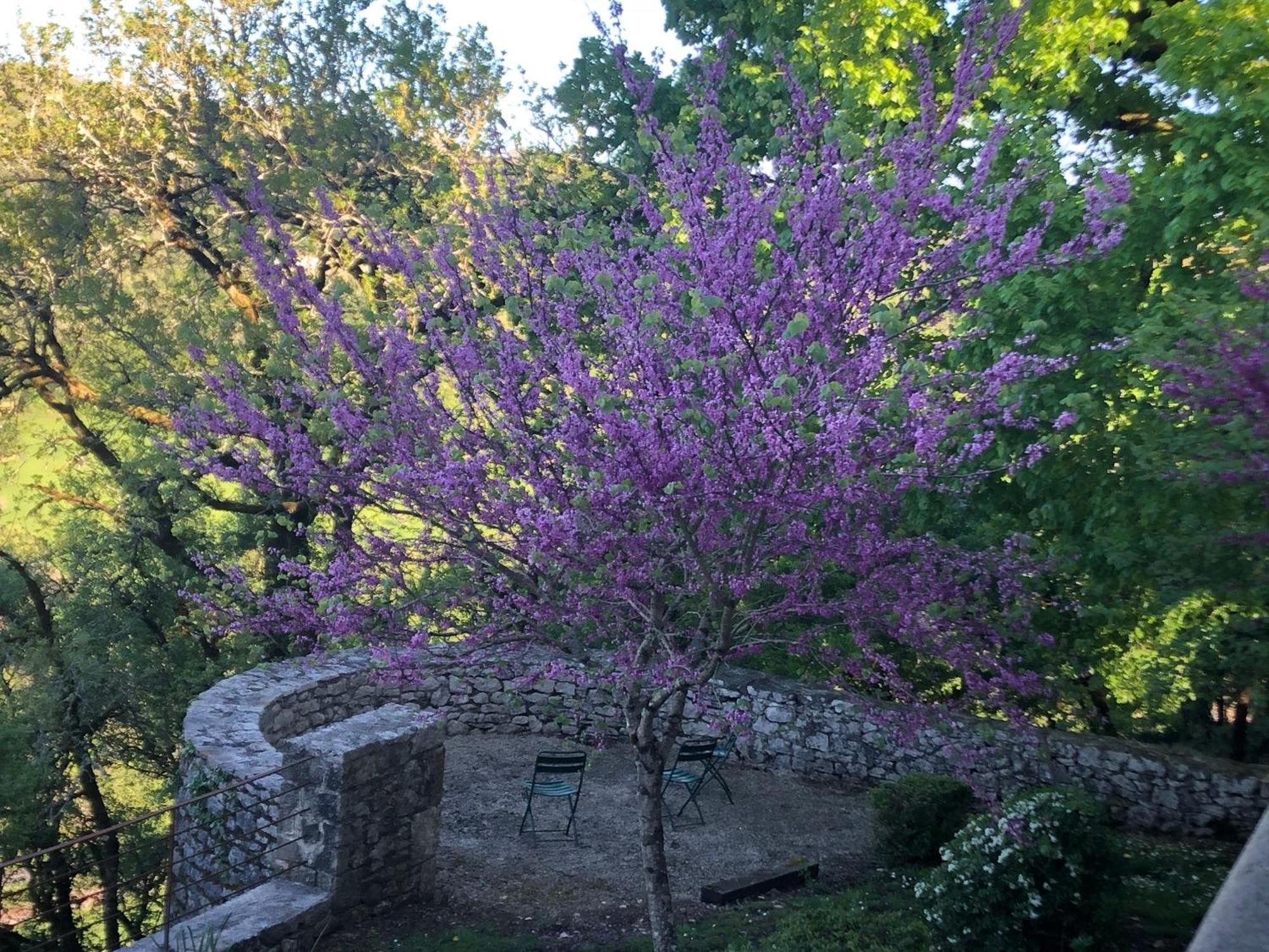 Chateau De Termes Martel Dış mekan fotoğraf
